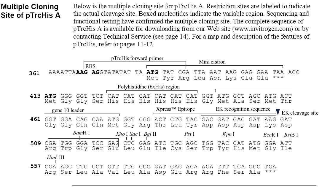 pTrcHisA多克隆位点