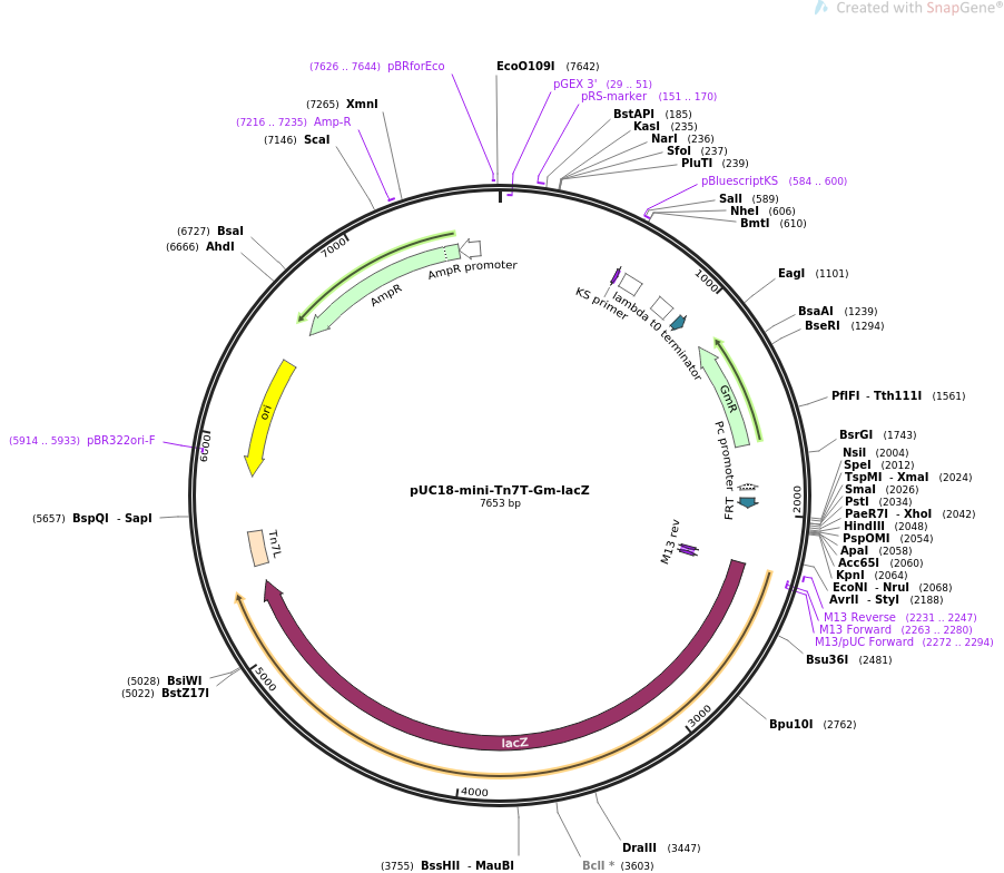 pUC18-mini-Tn7T-Gm-lacZ质粒图谱