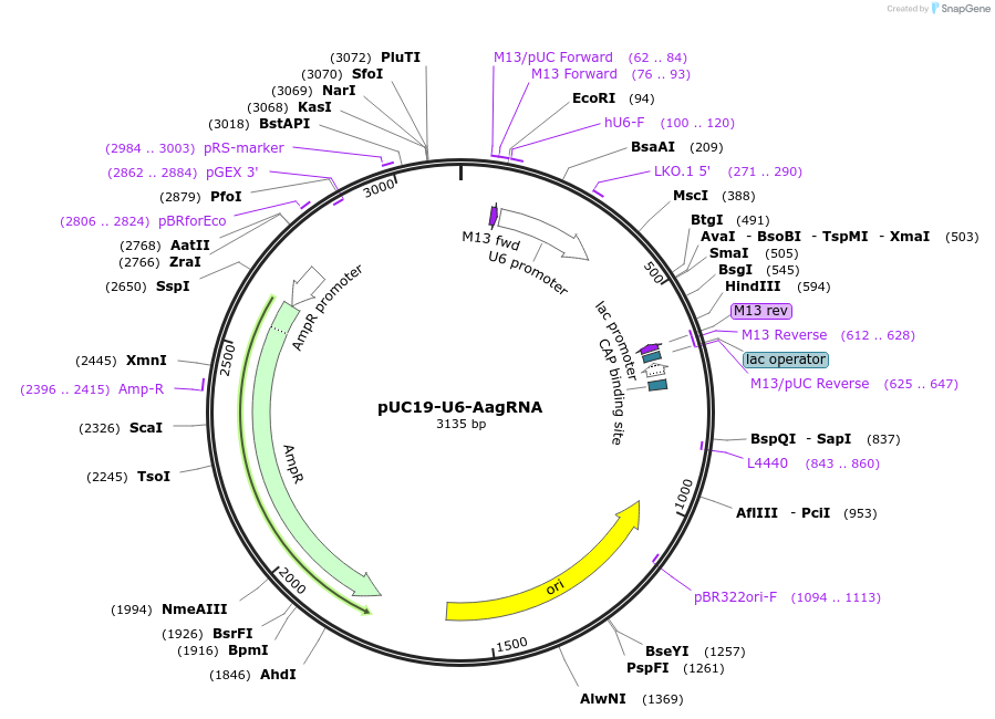 pUC19-U6-AagRNA载体图谱