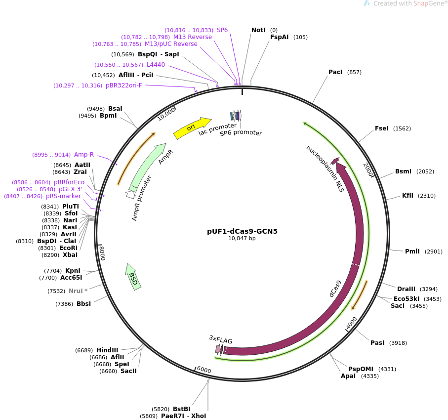 pUF1-dCas9-GCN5质粒图谱