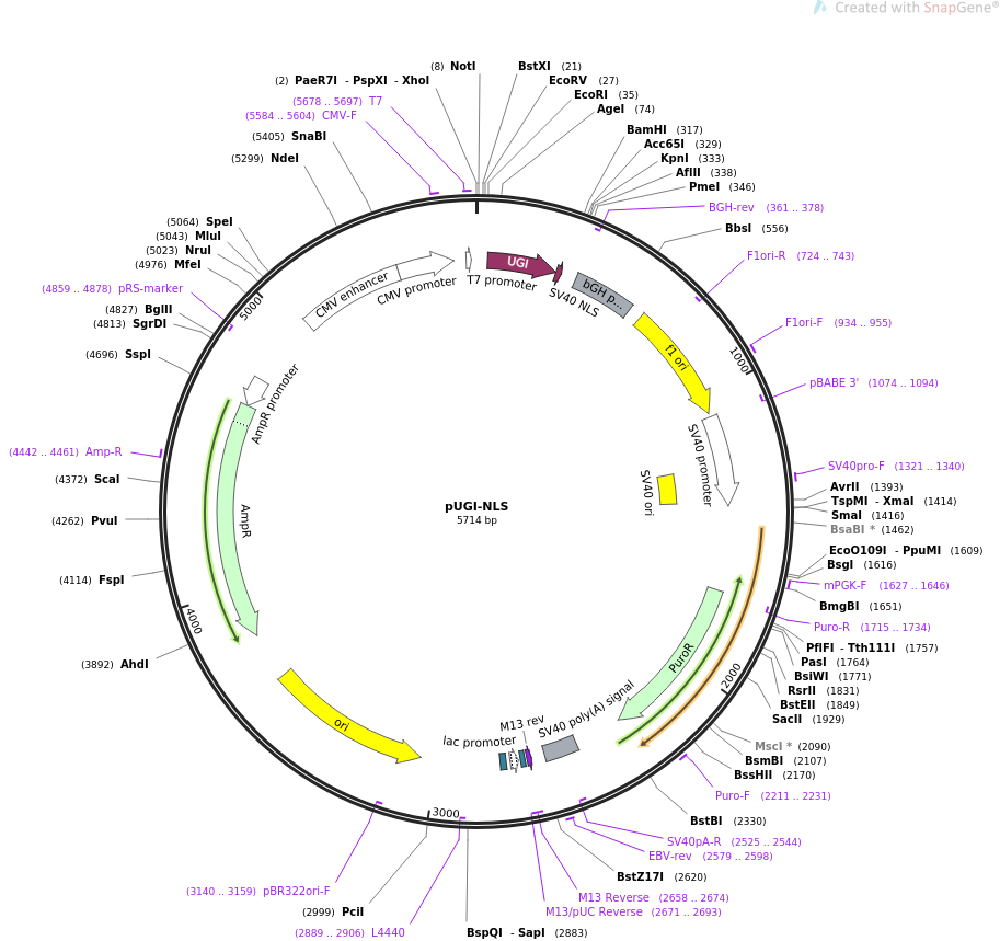 pUGI-NLS载体图谱