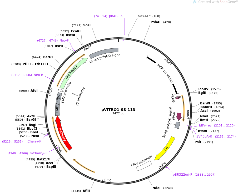 pVITRO1-SS-113质粒图谱