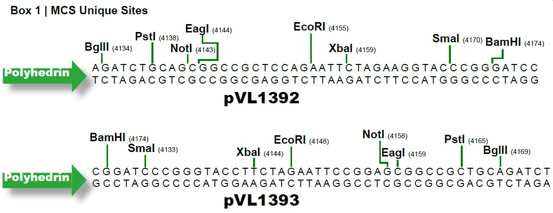 pVL1393载体多克隆位点 点击看大图 pVL1393多克隆位点