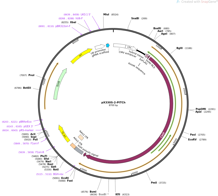pX330S-2-PITCh质粒图谱