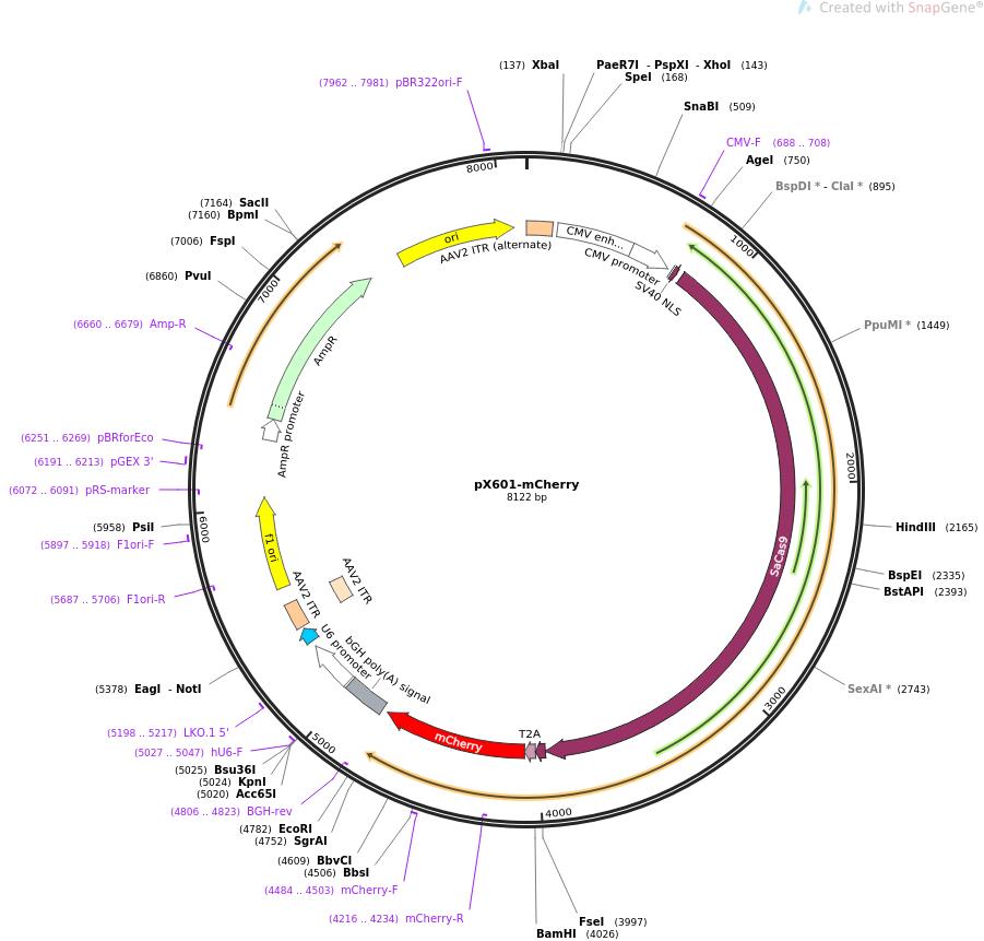 pX601-mCherry质粒图谱