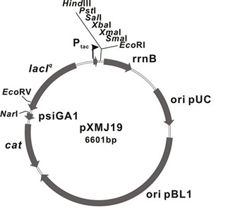 pXMJ19载体图谱