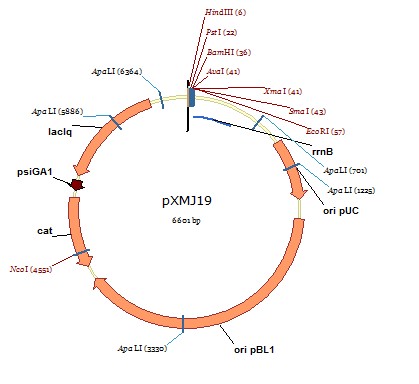 pXMJ19载体图谱
