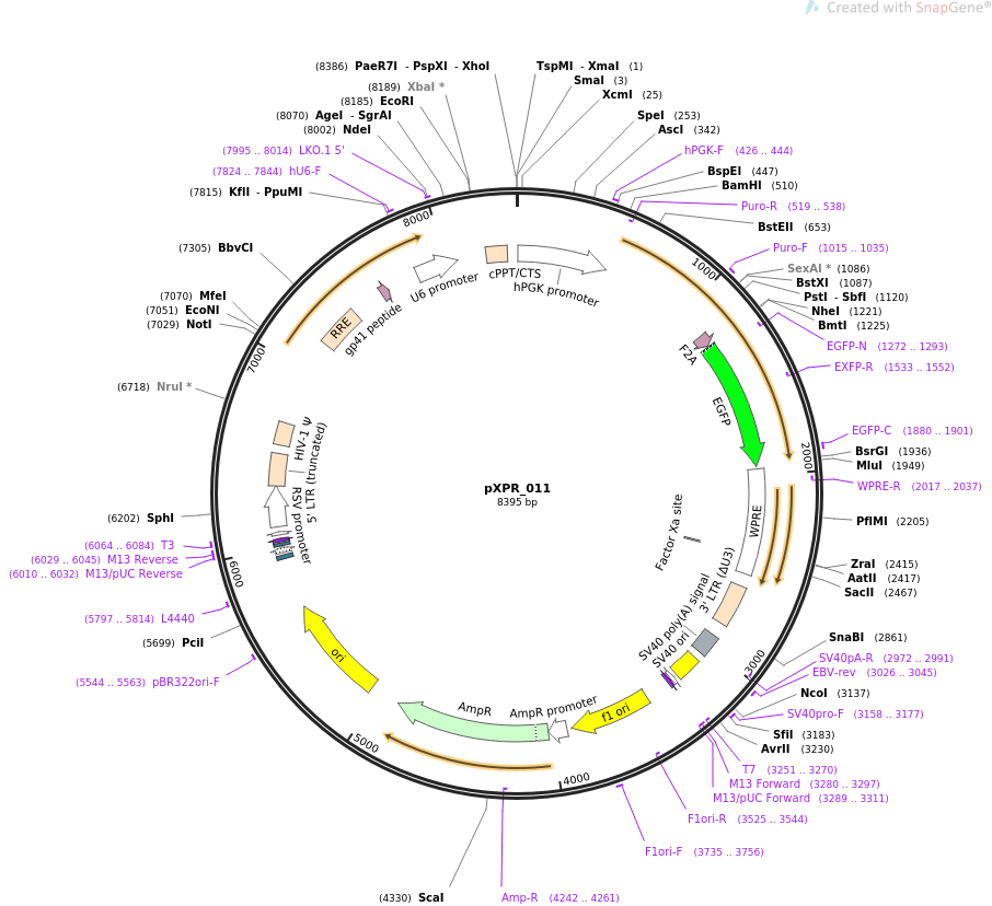 pXPR_011质粒图谱