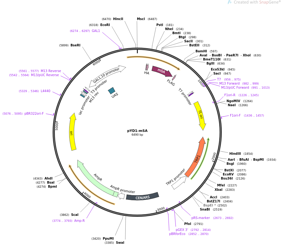 pYD1-mSA质粒图谱