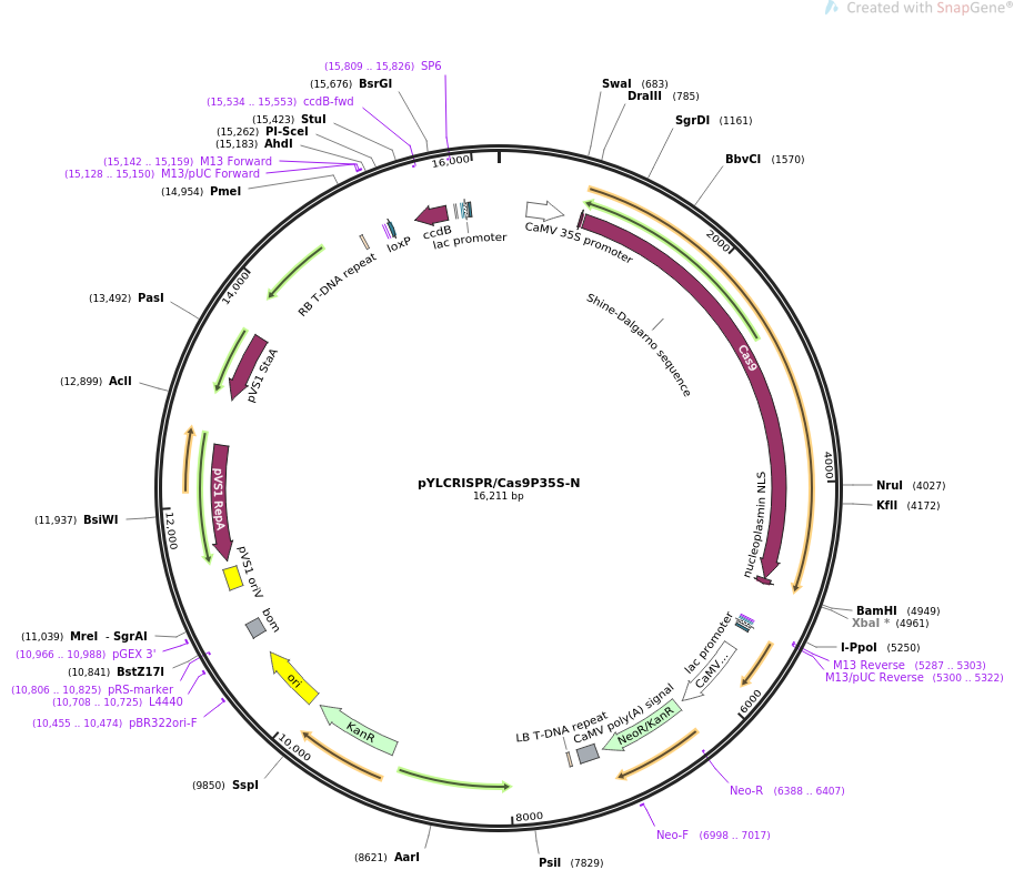 pYLCRISPRCas9P35S-N质粒图谱