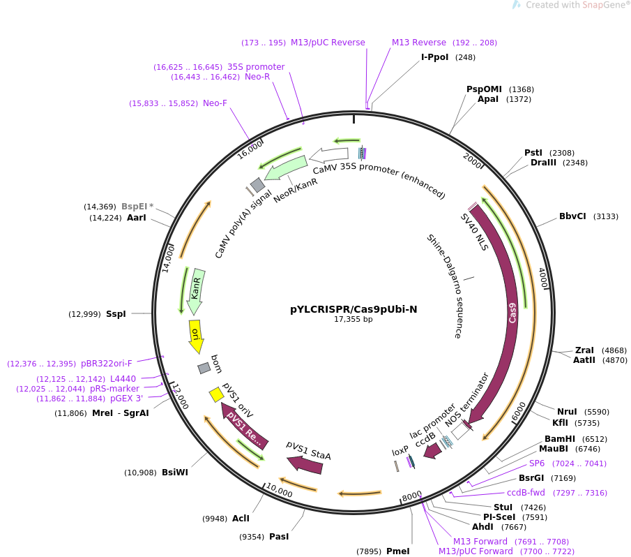 pYLCRISPRCas9pUbi-N质粒图谱