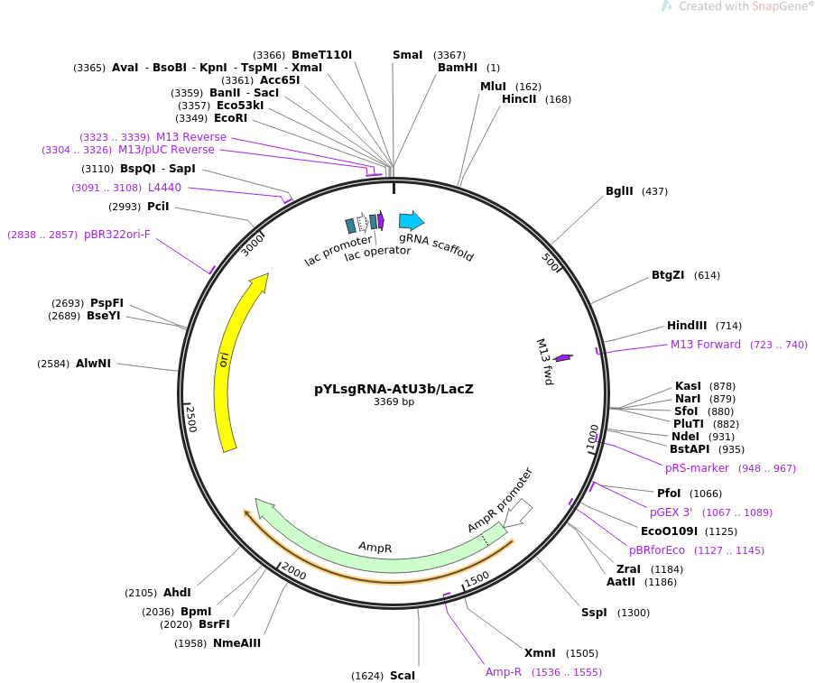 pYLsgRNA-AtU3bLacZ质粒图谱