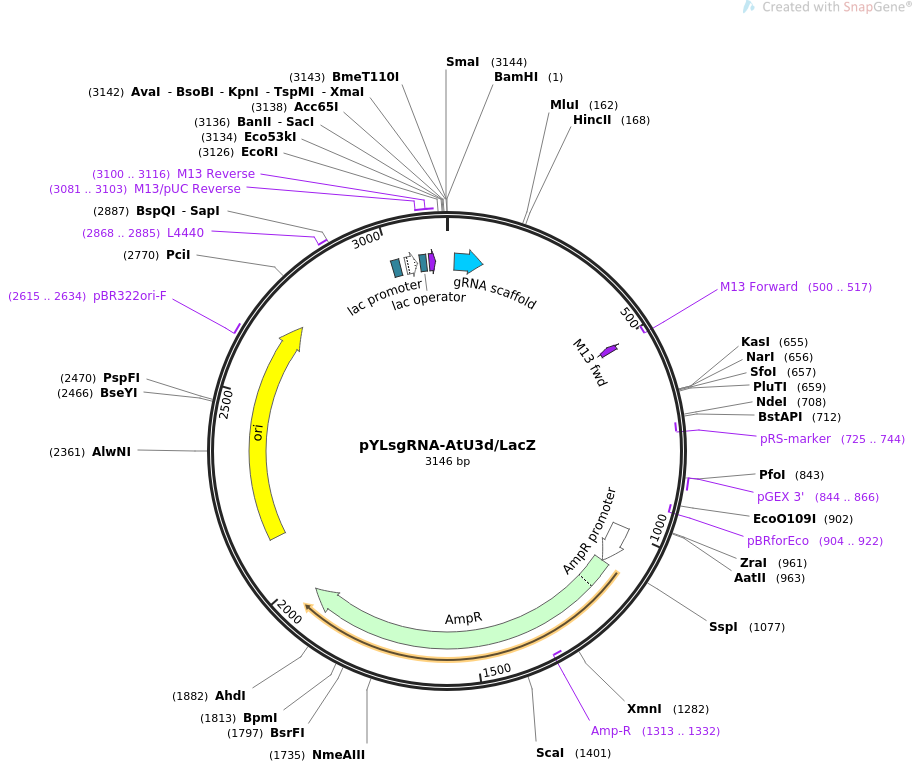 pYLsgRNA-AtU3d/LacZ载体图谱