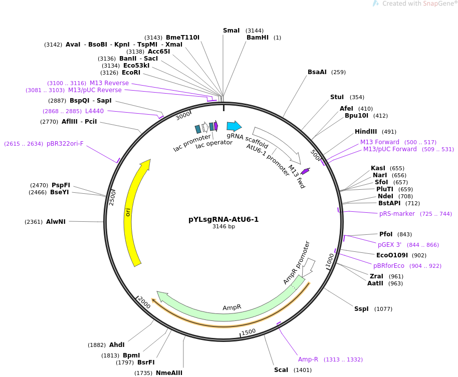 pYLsgRNA-AtU6-1质粒图谱