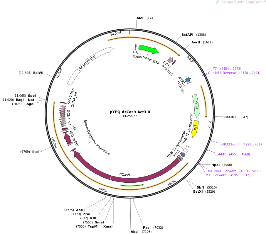 pYPQ-dzCas9-Act3.0载体图谱