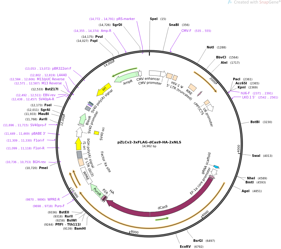 pZLCv2-3xFLAG-dCas9-HA-2xNLS质粒图谱