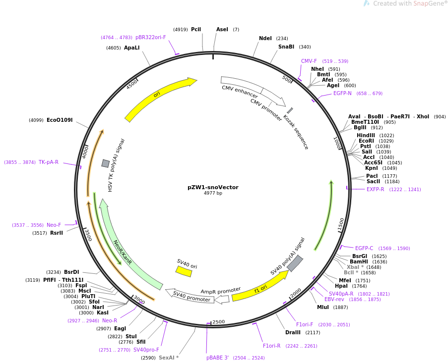 pZW1-snoVector质粒图谱