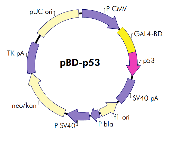 pbd-p53载体图谱