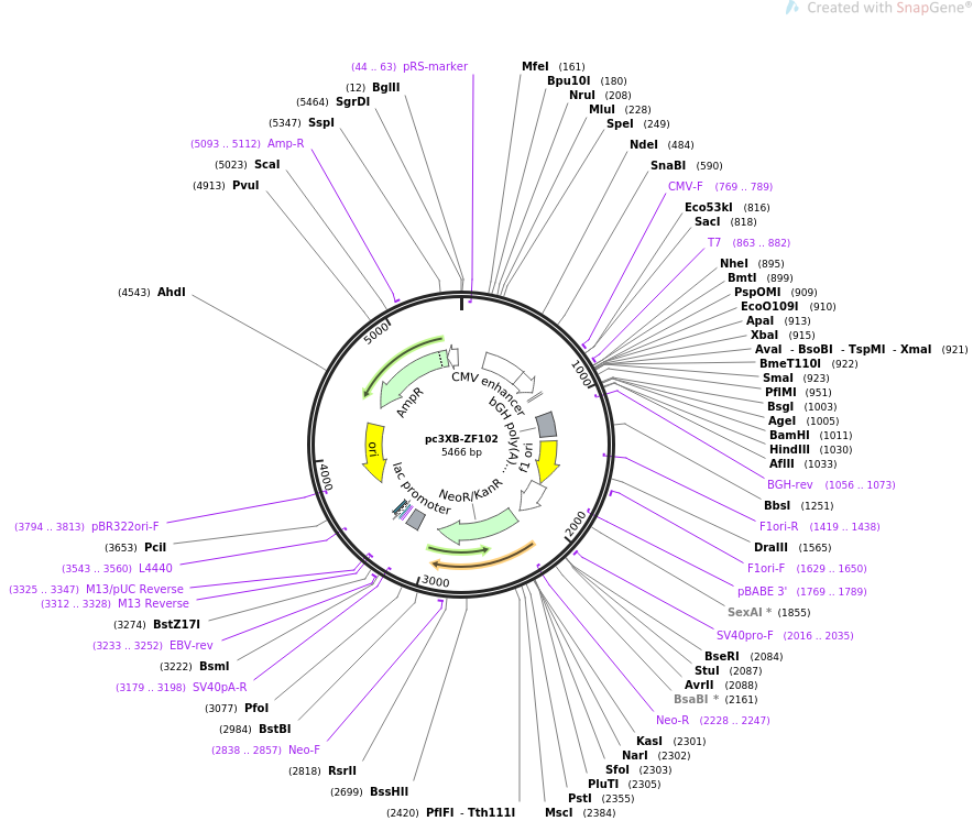 pc3XB-ZF102载体图谱