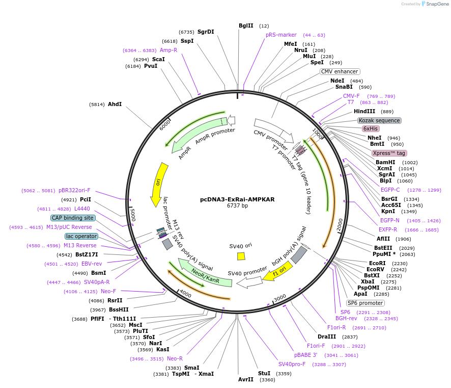 pcDNA3-ExRai-AMPKAR载体图谱
