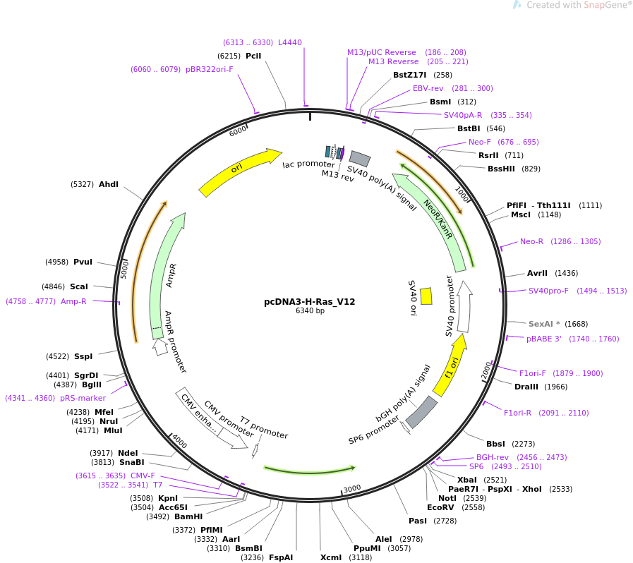 pcDNA3-H-Ras_V12质粒图谱