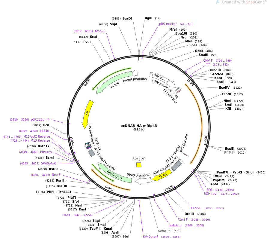 pcDNA3-HA-mRipk3质粒图谱