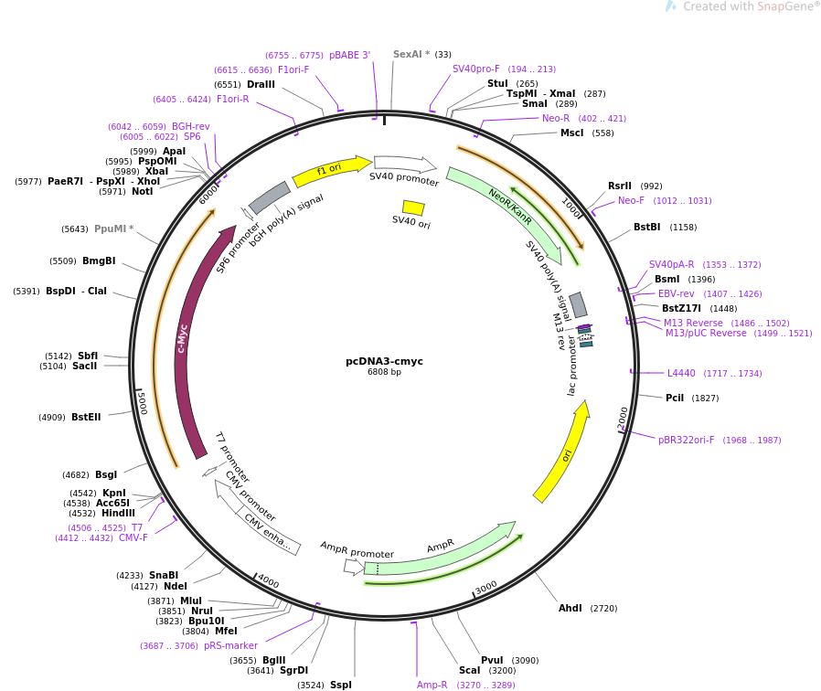 pcDNA3-cmyc质粒图谱