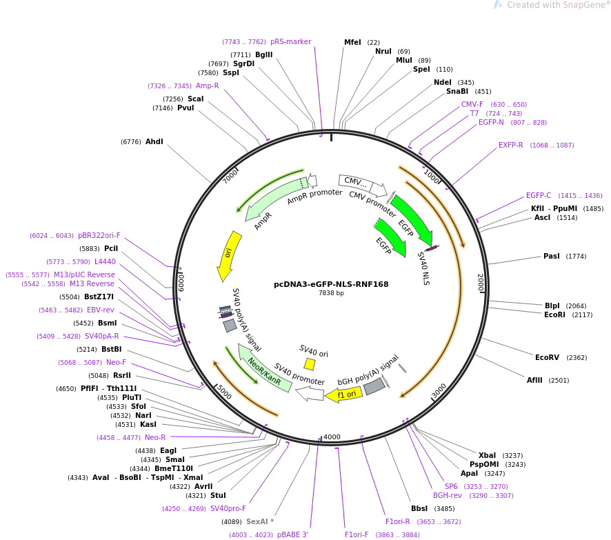 pcDNA3-eGFP-NLS-RNF168质粒图谱