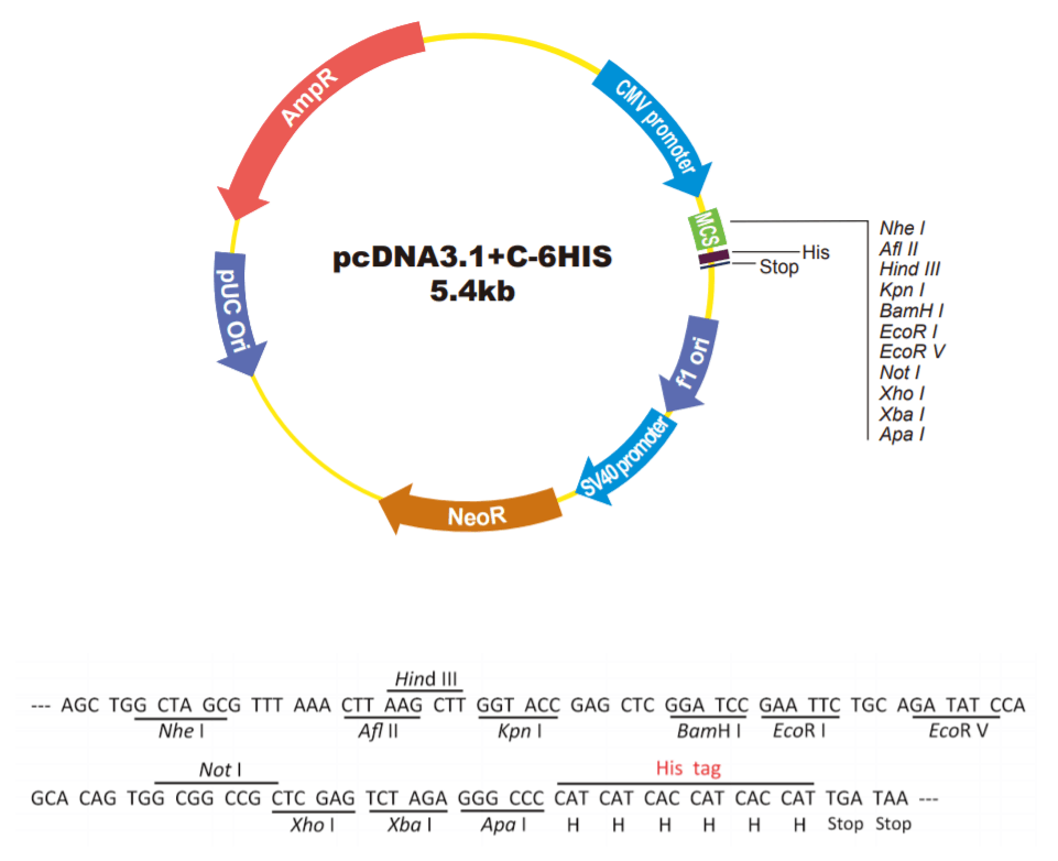 pcDNA3.1+C-6HIS载体图谱