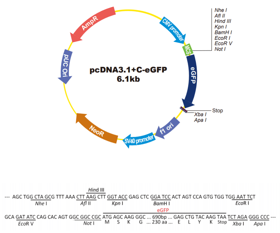 pcDNA3.1+C-eGFP载体图谱