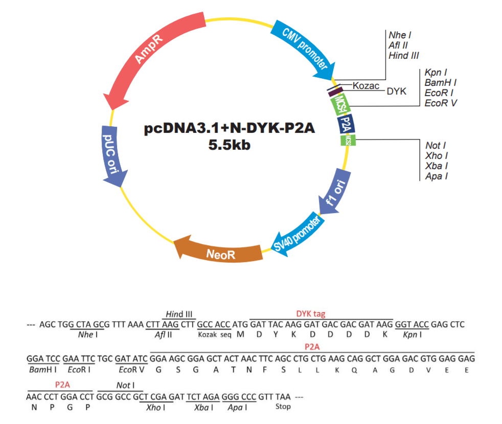 pcDNA3.1+N-DYK-P2A载体图谱