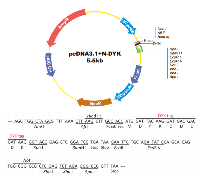pcDNA3.1+N-DYK载体图谱