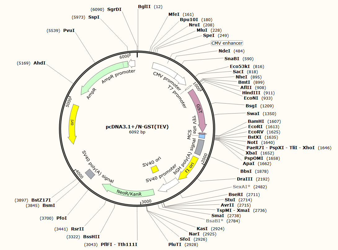 pcDNA3.1+N-GST(TEV)载体图谱