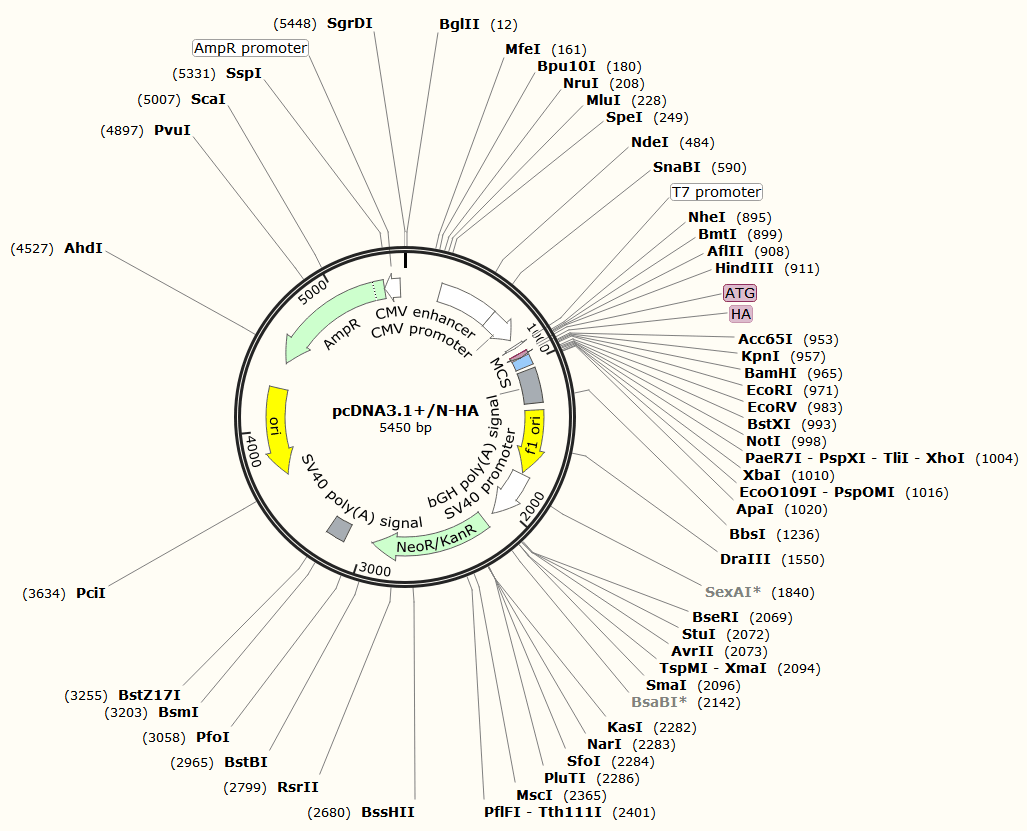 pcDNA3.1+N-HA载体图谱
