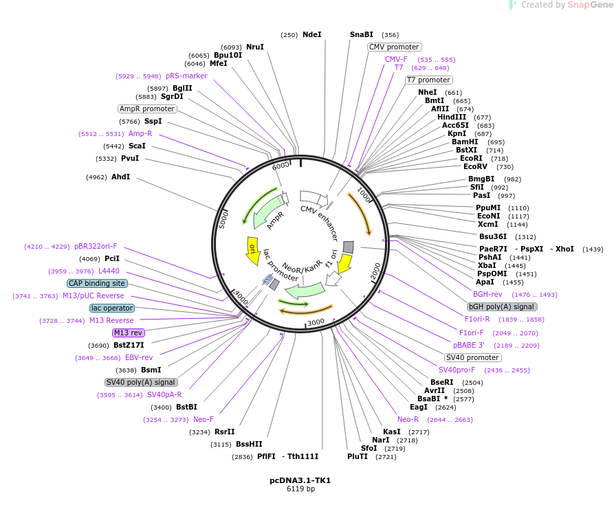 pcDNA3.1-TK1载体图谱