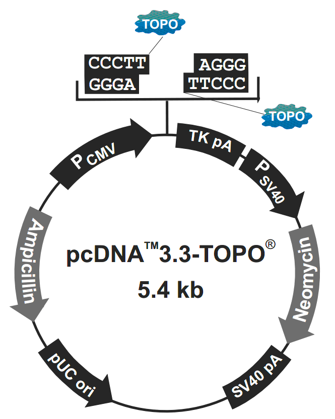 pcDNA3.3-TOPO 载体图谱