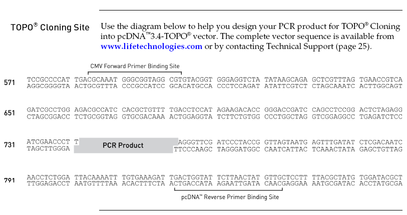 pcDNA3.4载体多克隆位点 点击看大图 pcDNA3.4多克隆位点