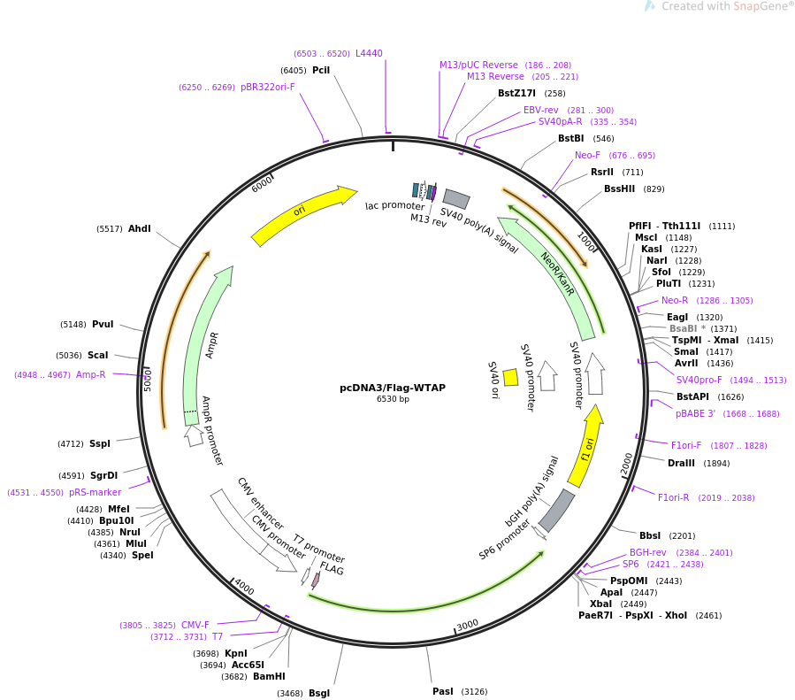pcDNA3/Flag-WTAP载体图谱