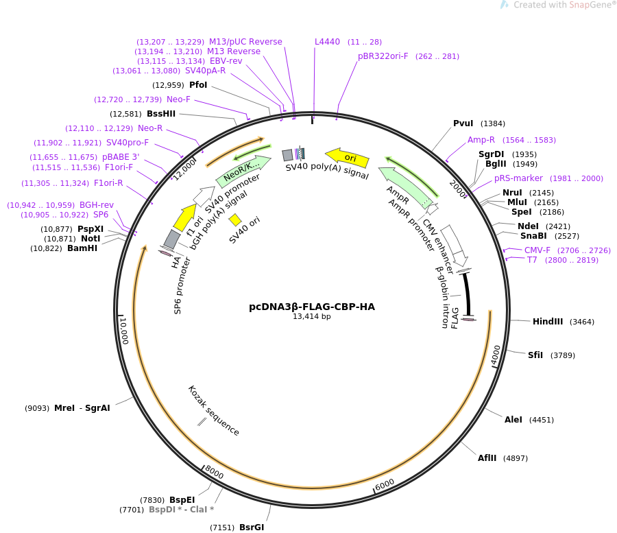 pcDNA3β-FLAG-CBP-HA质粒图谱
