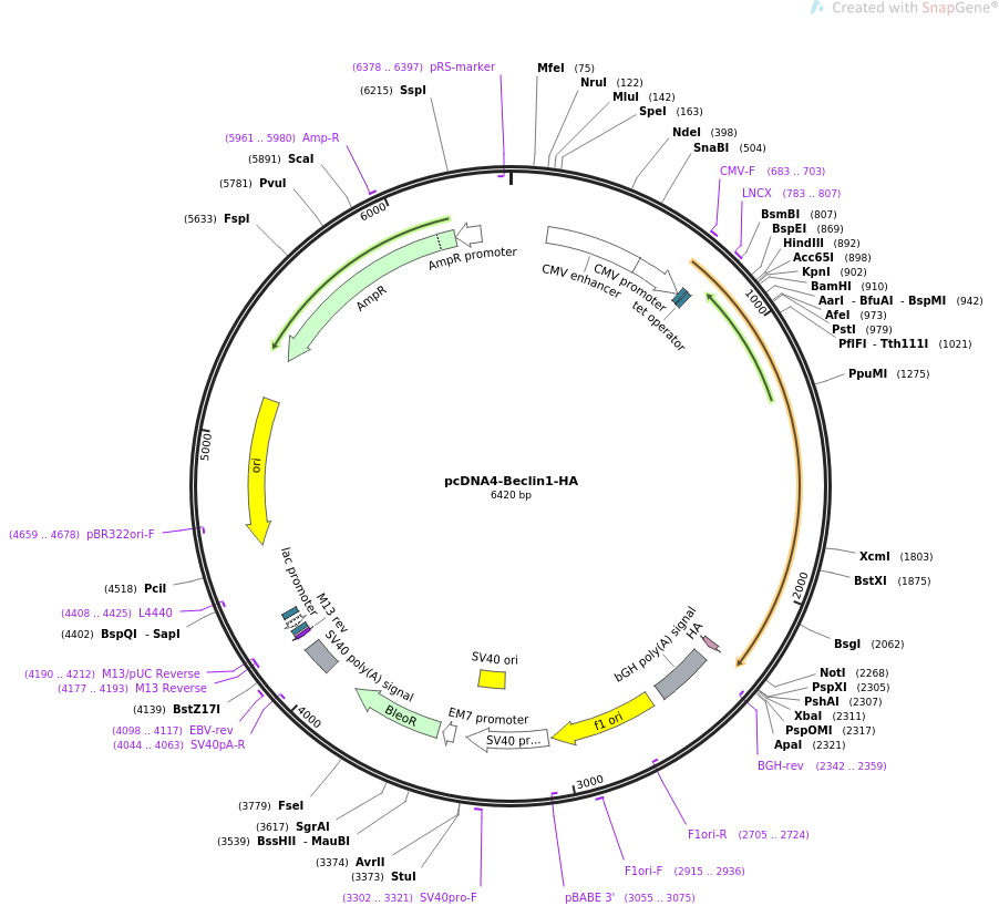 pcDNA4-Beclin1-HA载体图谱