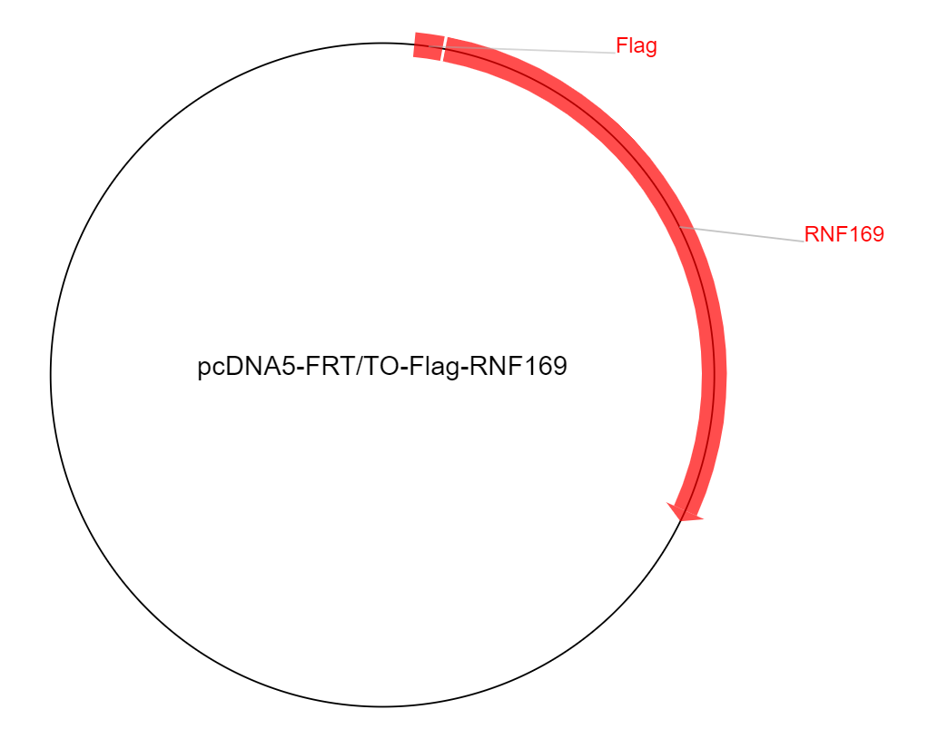 pcDNA5-FRT-TO-Flag-RNF169质粒图谱