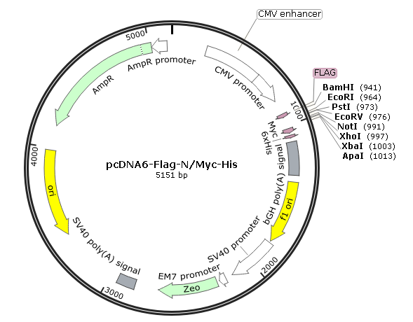 pcDNA6-Flag-NMyc-His载体图谱