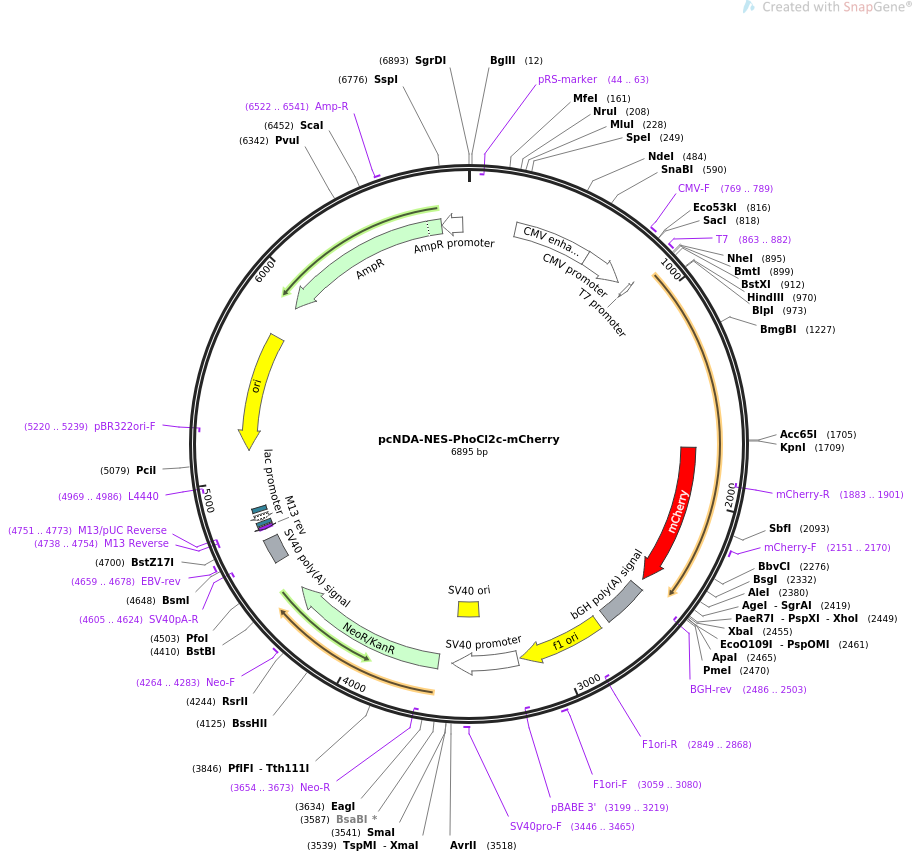 pcNDA-NES-PhoCl2c-mCherry质粒图谱