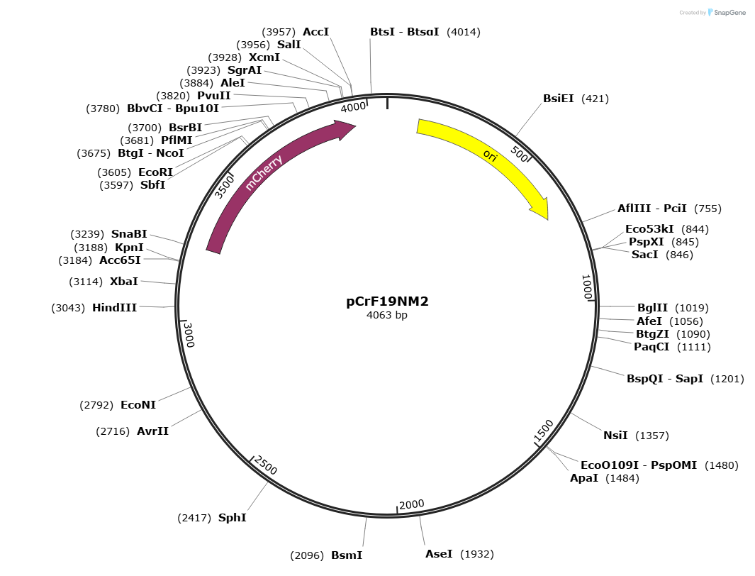 pcrF19NM2载体图谱