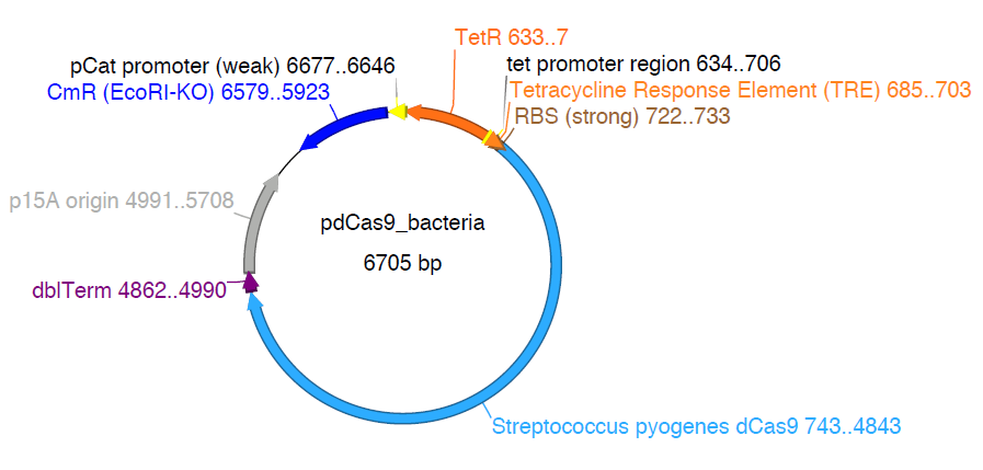 pdCas9-bacteria载体图谱