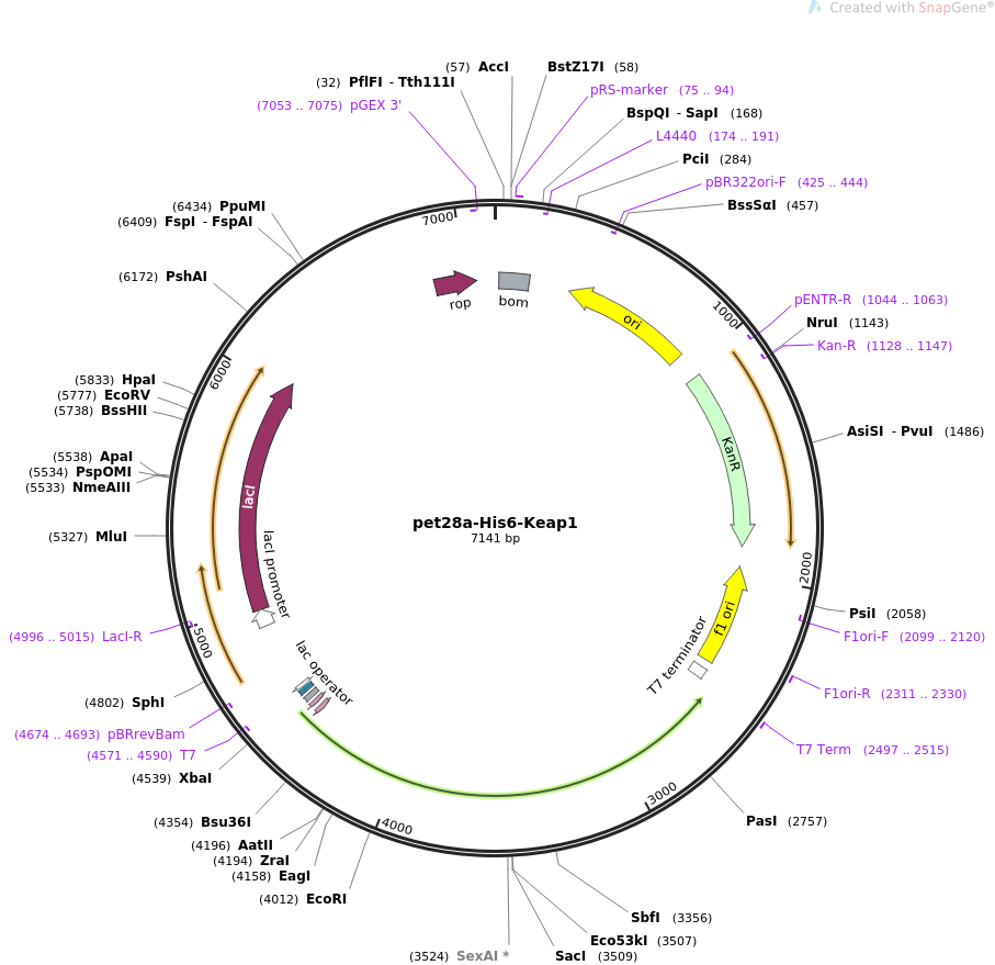 pet28a-His6-Keap1质粒图谱