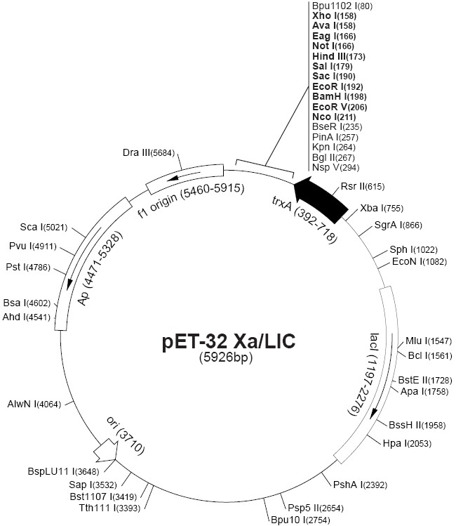 pet32 Xa/LIC载体图谱