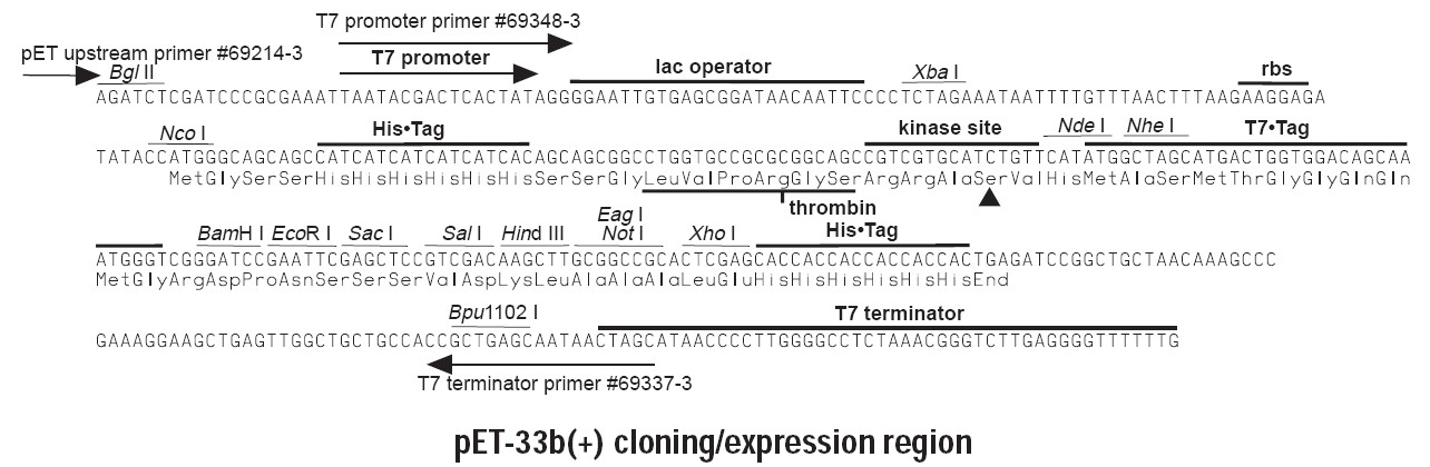 pet33b多克隆位点