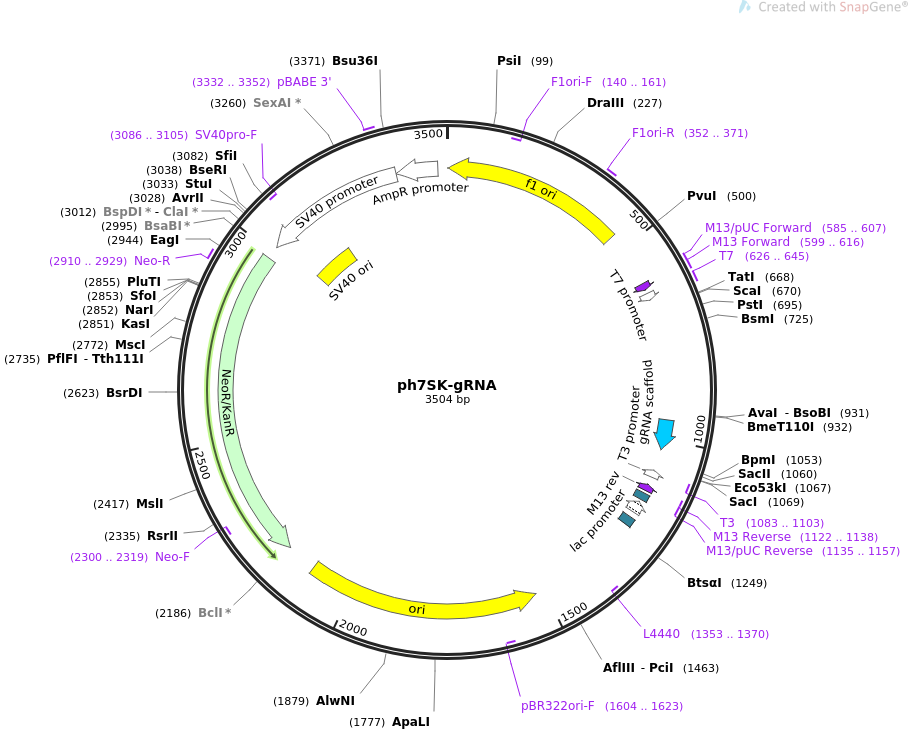 ph7SK-gRNA质粒图谱