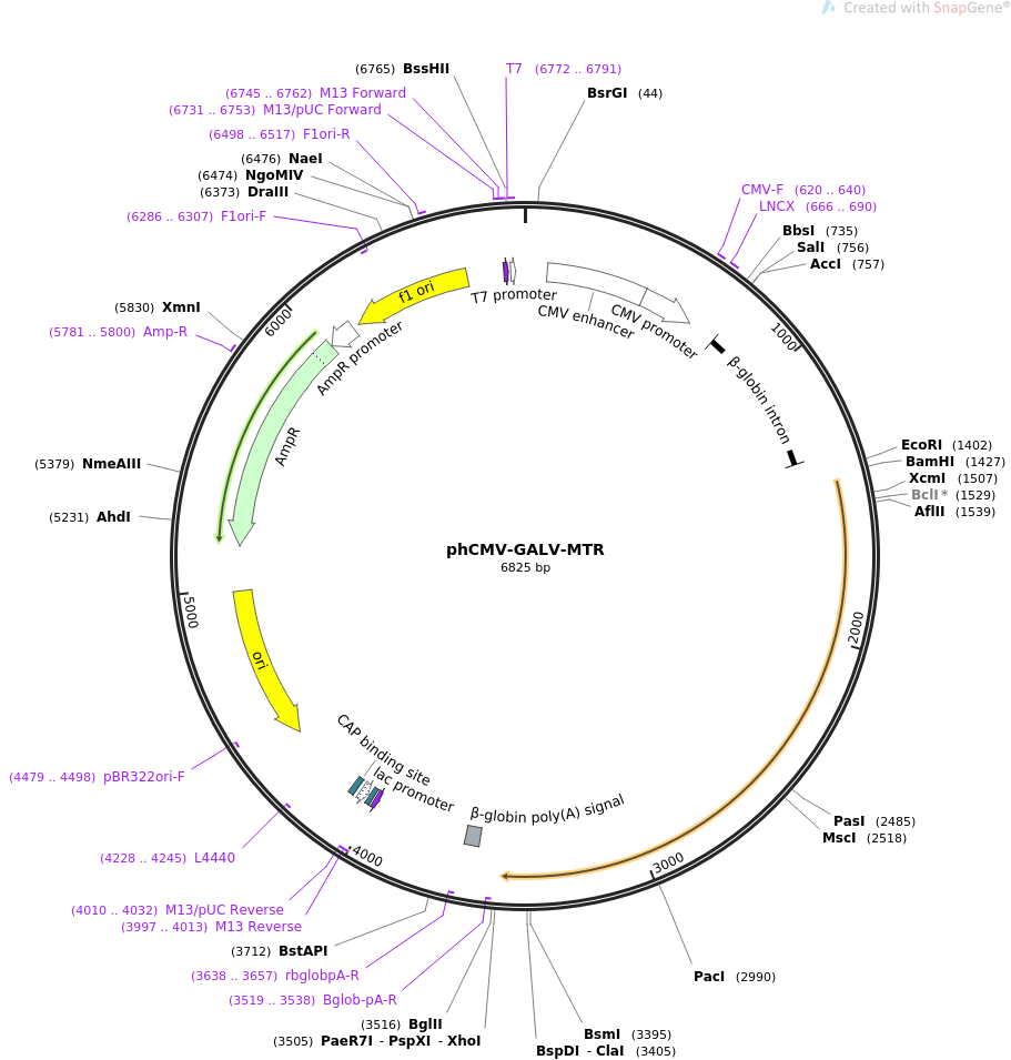 phCMV-GALV-MTR质粒图谱